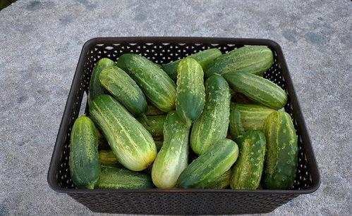 天天吃清瓜好吗,天天吃清瓜的益处与建议