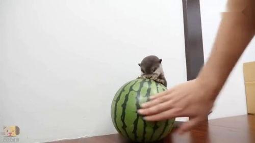 獭瓜怎么吃,解锁美味新体验