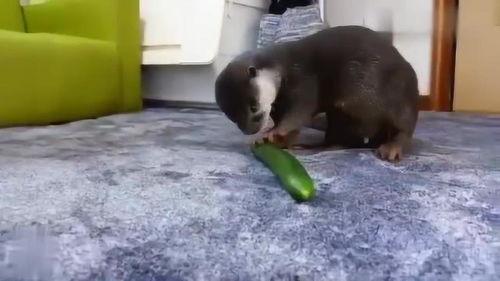 獭瓜怎么吃,解锁美味新体验