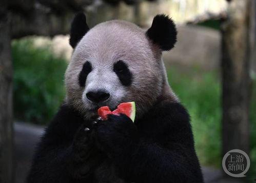 动物吃瓜萌图,动物吃瓜萌图大盘点