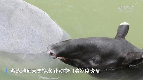 动物吃瓜萌图,动物吃瓜萌图大盘点