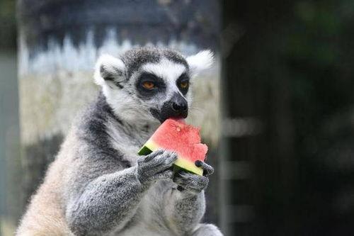 动物吃瓜萌图,动物吃瓜萌图大盘点