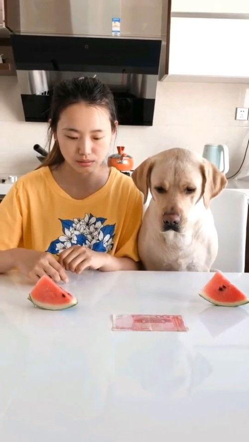 吃瓜比赛热门视频,盘点吃瓜比赛热门视频，笑料百出！