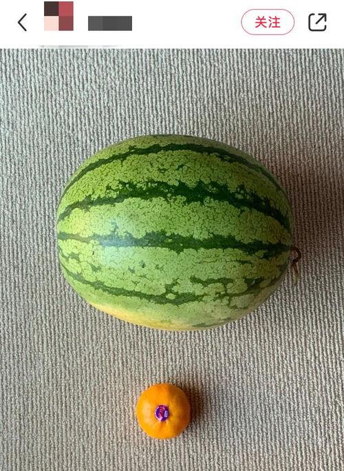 一起看吃瓜短视频全球吃瓜,短视频时代的全民娱乐盛宴