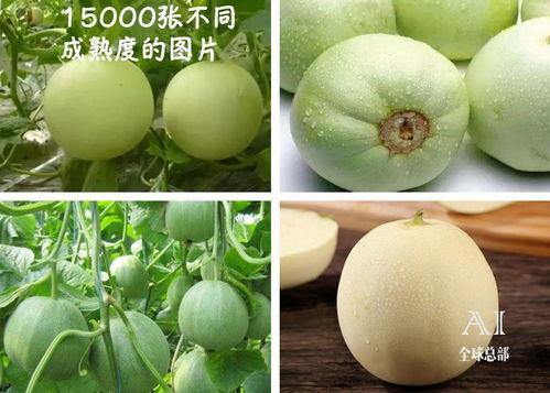 福耳瓜怎样吃,探索美味与营养的完美融合