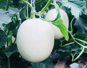 爽瓜可以吃吗,美味可口的夏日消暑佳品