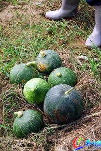 爽瓜可以吃吗,美味可口的夏日消暑佳品