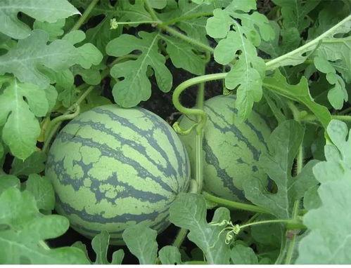 琳念吃瓜,揭秘娱乐圈那些不为人知的幕后故事