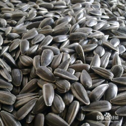 吃瓜甩瓜子,一场别开生面的吃瓜甩瓜子盛宴