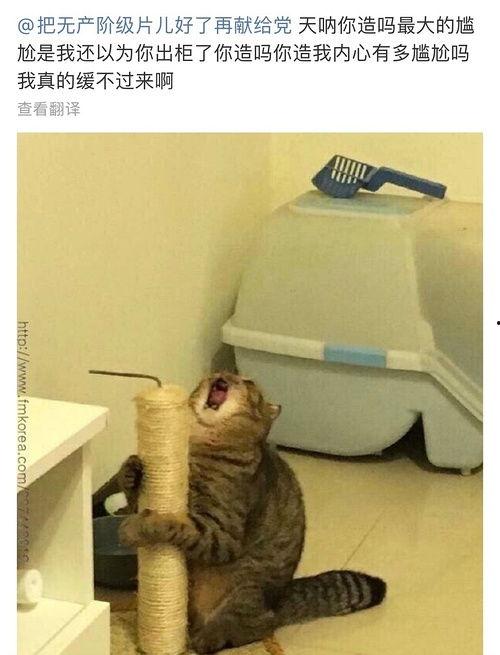 虎扑吃瓜避雷,避雷攻略，轻松应对网络热议