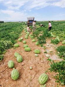仙居吃瓜基地,瓜果飘香，吃瓜基地的田园风情之旅