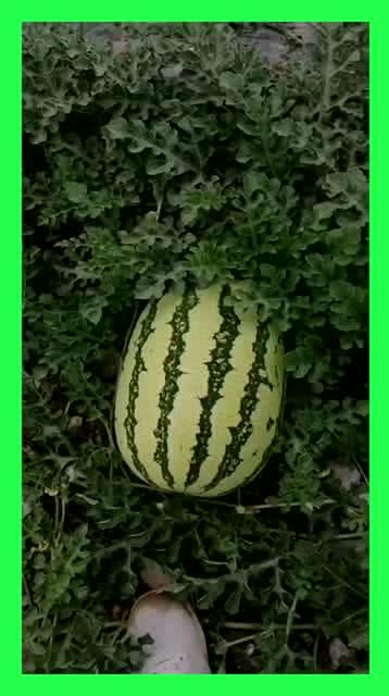 仙居吃瓜基地,瓜果飘香，吃瓜基地的田园风情之旅