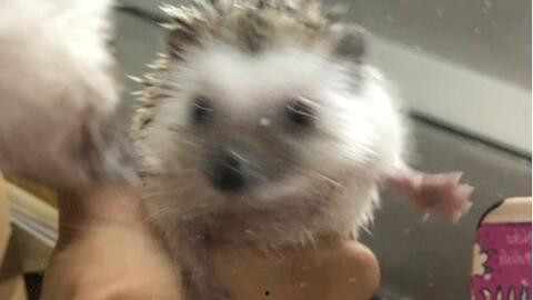 防止瓜被刺猬吃