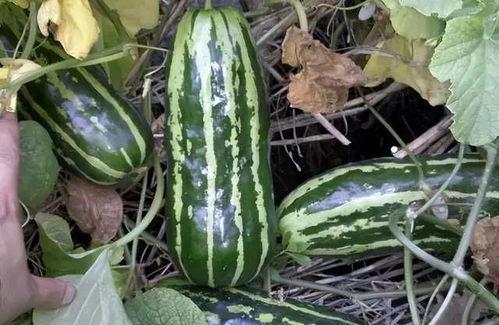 长形瓜是什么瓜怎么吃,长形瓜的独特风味与多样食用方法揭秘