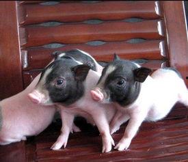 吃瓜的小香猪,萌宠美食日记