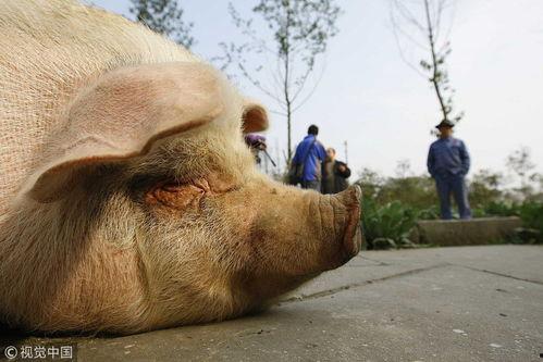 吃瓜的小香猪,萌宠美食日记