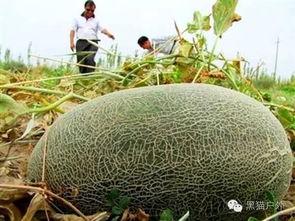 伽师瓜干怎么吃