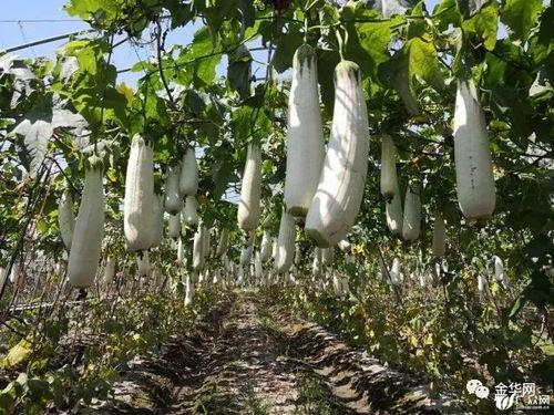 义乌吃瓜,瓜果飘香，品味人间烟火