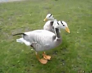 梦见我吃鸭瓜,揭秘“我吃鸭瓜”的神秘寓意