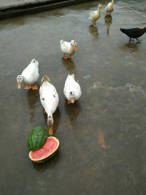 梦见我吃鸭瓜,揭秘“我吃鸭瓜”的神秘寓意