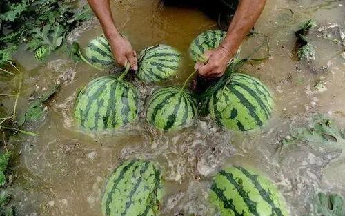 吃瓜大户人,揭秘娱乐圈幕后风云的神秘人物