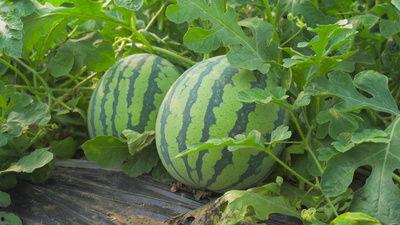 宏上头的吃瓜视频