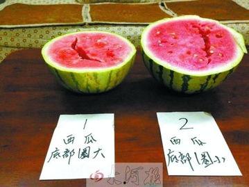 礼模圈吃瓜,揭秘吃瓜群众的狂欢盛宴