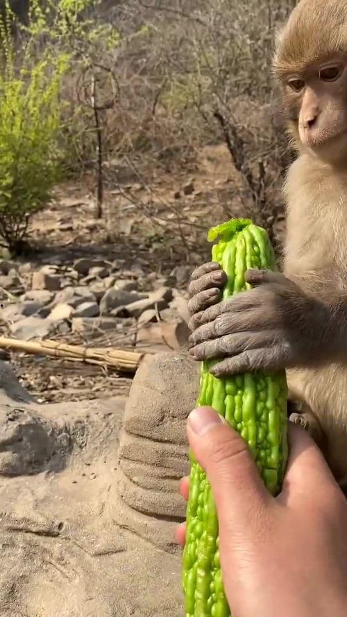 猴子大王吃瓜,一场热带雨林的奇幻食旅