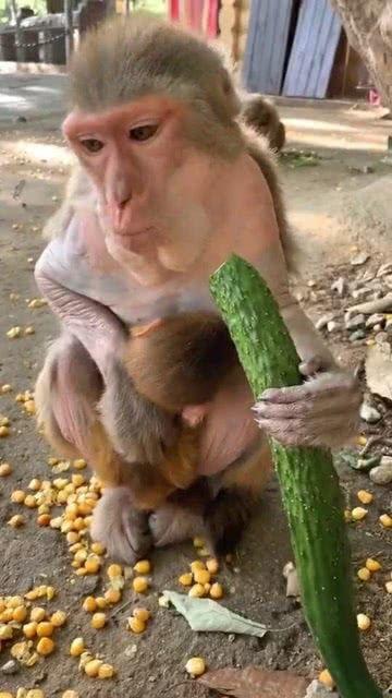 猴子大王吃瓜,一场热带雨林的奇幻食旅