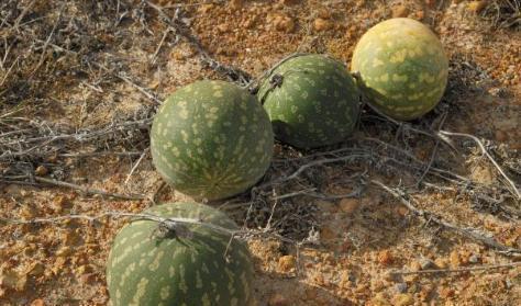 吃瓜养崽空间,揭秘娱乐圈的甜蜜育儿生活