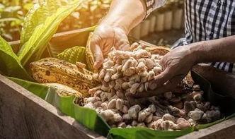 吃瓜吃巧克力的视频