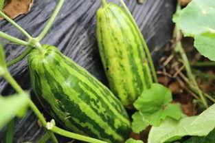 意意吃瓜,揭秘娱乐圈那些不为人知的幕后故事