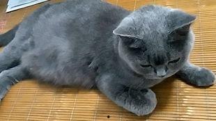 吃瓜群众视频猫咪,萌宠版“娱乐圈”幕后花絮大揭秘