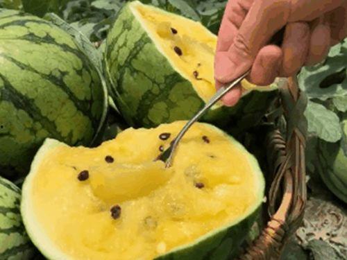 安徽新华学校吃瓜