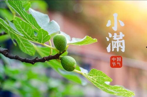 小满吃瓜,瓜果飘香，尽享田园美味