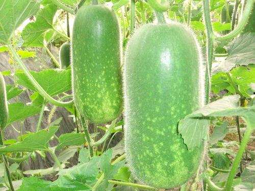 吃大瓜就要吃大瓜吗图片,揭秘“吃大瓜就要吃大瓜”的美食奥秘