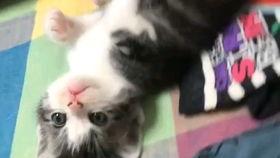 吃瓜的起司猫,揭秘萌宠界的美食达人