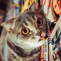 吃瓜的起司猫,揭秘萌宠界的美食达人