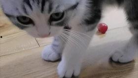 吃瓜的起司猫,揭秘萌宠界的美食达人