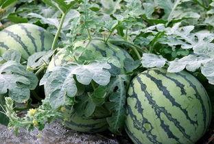 以前吃瓜和最近吃瓜的区别,吃瓜文化的演变与变迁