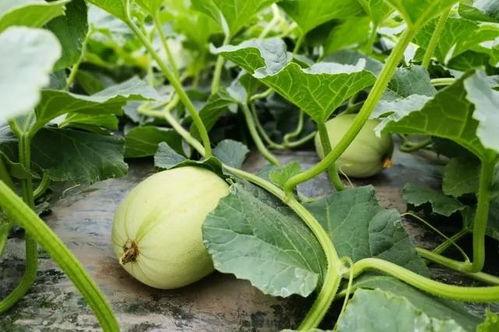 小苏吃瓜系统,揭秘娱乐圈幕后故事