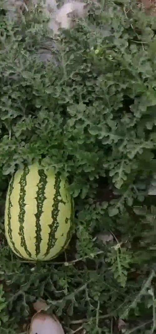 光遇吃瓜基地,探寻神秘吃瓜基地的奇幻之旅