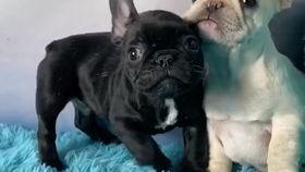 吃瓜黑白双煞,揭秘娱乐圈幕后风云