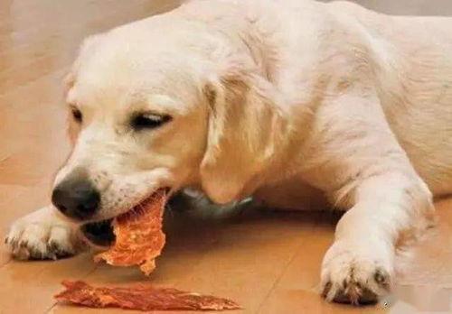 人吃瓜狗吃虫,揭秘人类与动物的不同饮食习惯