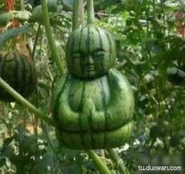 吃瓜网络瓜啥意思