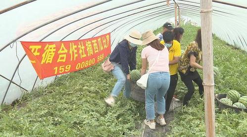 吃瓜比赛寄语,吃瓜比赛寄语，共享欢乐时光