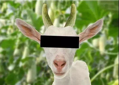 羊会吃瓜吗,揭秘羊儿对瓜果的喜爱之谜