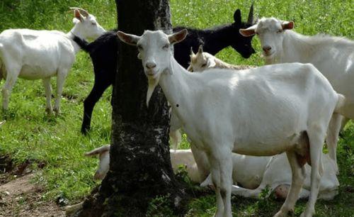 羊会吃瓜吗,揭秘羊儿对瓜果的喜爱之谜