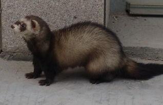 貂吃瓜吗,揭秘貂类动物对瓜果的喜好之谜