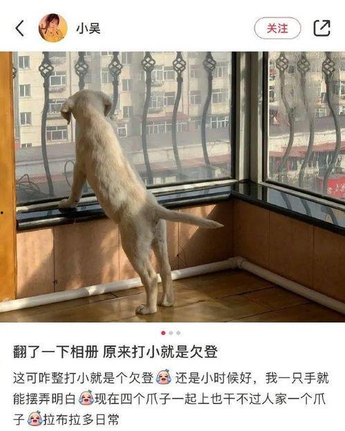 貂吃瓜吗,揭秘貂类动物对瓜果的喜好之谜